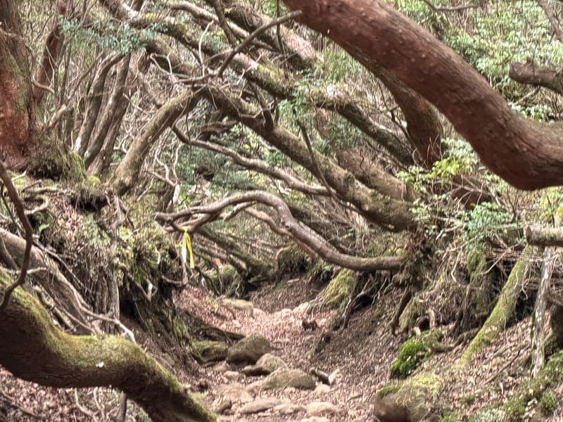 天城山(萬三郎岳)